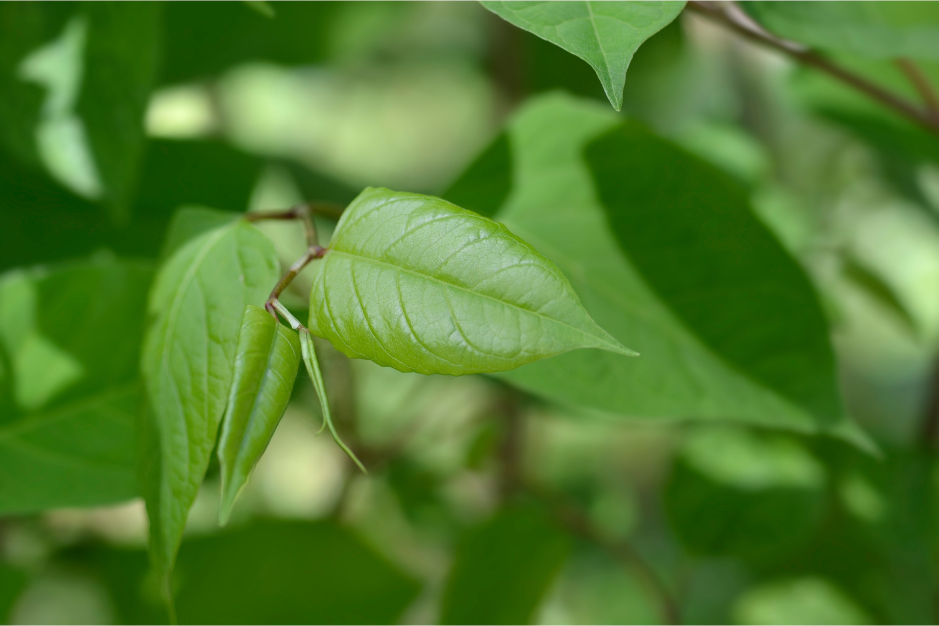 japanese knotweed background image for landon marketing client case study